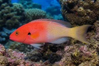 Bodianus axillaris Οξυφοίνιξ