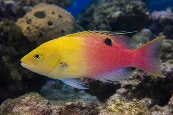 Bodianus pulchellus Κοσεφία de Cuba