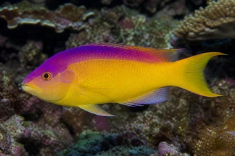 Bodianus rufus Ισπανικό labre