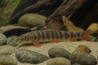 Botia rubripinnis Πράσινο loche