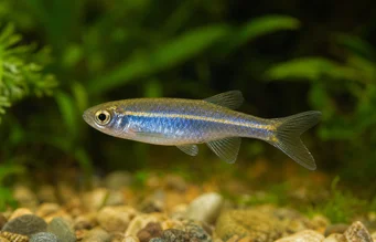 Brachydanio kerri (Ντάνιο Κέρρι)