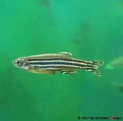 Brachydanio rerio Ντάνιο Rério
