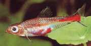 Brittanichthys myersi Myers Blood Tetra
