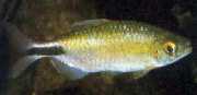 Brycinus longipinnis Characin με μακρά πτερύγια