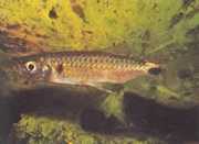 Brycinus macrolepidotus Tetra με πραγματικές κλίμακες