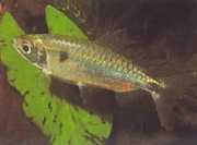 Brycinus schoutedeni Brycinus με μεγάλες κλίμακες