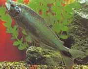 Brycon cephalus Πέστροφα της Νότιας Αμερικής