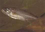 Bryconaethiops macrops Τα μεγάλα μάσκα Tetra