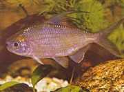 Bryconaethiops microstoma Μικρό στόμα τετράμ