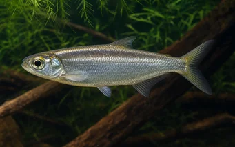 Bryconops affinis Κωνικό bryconops