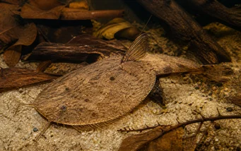 Bunocephalus kneri (Ψάρι banjo)