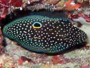 Calloplesiops altivelis Κομήτης