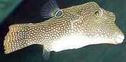 Canthigaster solandri Καραμέλα
