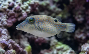 Canthigaster solandri (Καραμέλα)