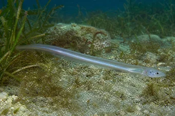 Carapus acus Φιλενάδα