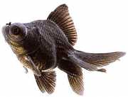 Carassius auratus telesc... Τηλεσκόπιο