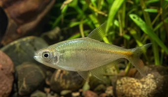 Carlastyanax aurocaudatus Κανένας