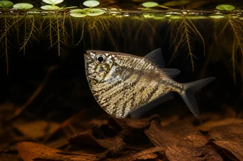Carnegiella strigata strigata (Μαρμάρινο)