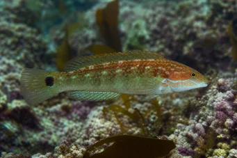 Centrolabus melops (Κοινό crenilabre)