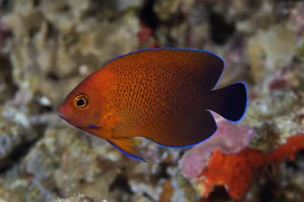 Centropyge ferrugatus (Σκουριά νάνος άγγελος)