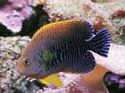 Centropyge potteri Ερυθρός άγγε�...