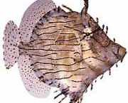 Chaetoderma penicilligera Διακοσμημένος