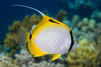 Chaetodon auriga (Κοραλλιογενής)
