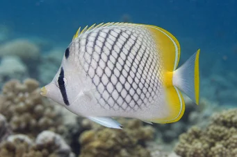 Chaetodon decussatus (Chétodon ψευδής-vagabond)