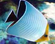 Chaetodon larvatus Μασκάλαστο ψάρι