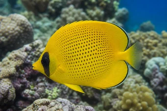 Chaetodon miliaris (Κουλουράκι λεμονιού)