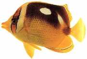 Chaetodon quadrimaculatus Τέσσερα σημεία