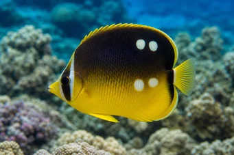 Chaetodon quadrimaculatus (Τέσσερα σημεία)
