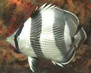 Chaetodon striatus Ζέβρα ή σταυρωμένη