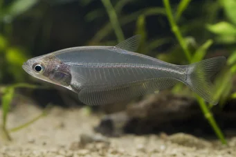 Chanda ranga (Γυαλί)