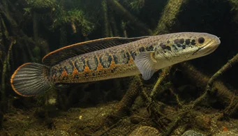 Channa micropeltes (Φίδι)