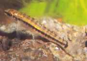 Characidium brevirostre Σύντομο -nose charicidium