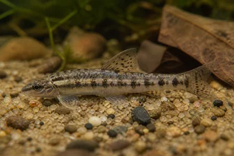 Characidium brevirostre Σύντομο -nose charicidium