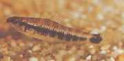Characidium fasciatum Χαρακιδίου γοητευμένος