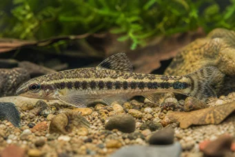 Characidium fasciatum Χαρακιδίου γοητευμένος