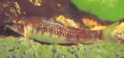 Characidium sp. C. purpuratum Characidium sp. Γ. Purpratum
