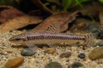 Characidium sp. C. purpuratum Characidium sp. Γ. Purpratum