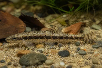 Characidium steindachneri Κηλιδωμένος τετράγωνος