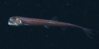 Chauliodus sloani (Ναυτικός οράγας)