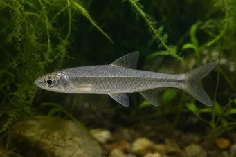Chela dadiburjori (Μπαμπά)