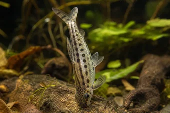 Chilodus punctatus (Ανω κάτω)