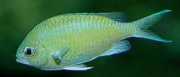 Chromis caerulea Πράσινο χρωμί