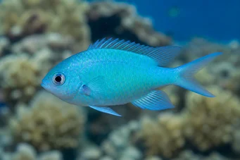 Chromis caerulea (Πράσινο χρωμί)