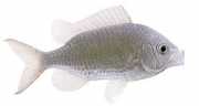 Chromis chromis Καρπούλα