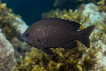 Chromis chromis (Καρπούλα)