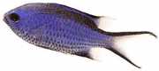 Chromis cyanea Μπλε νεαρή κοπέλα